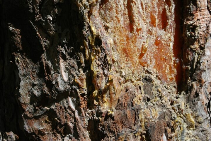Natural tree resin oozing from bark, illustrating what resin is before synthetic epoxy and polyester resins